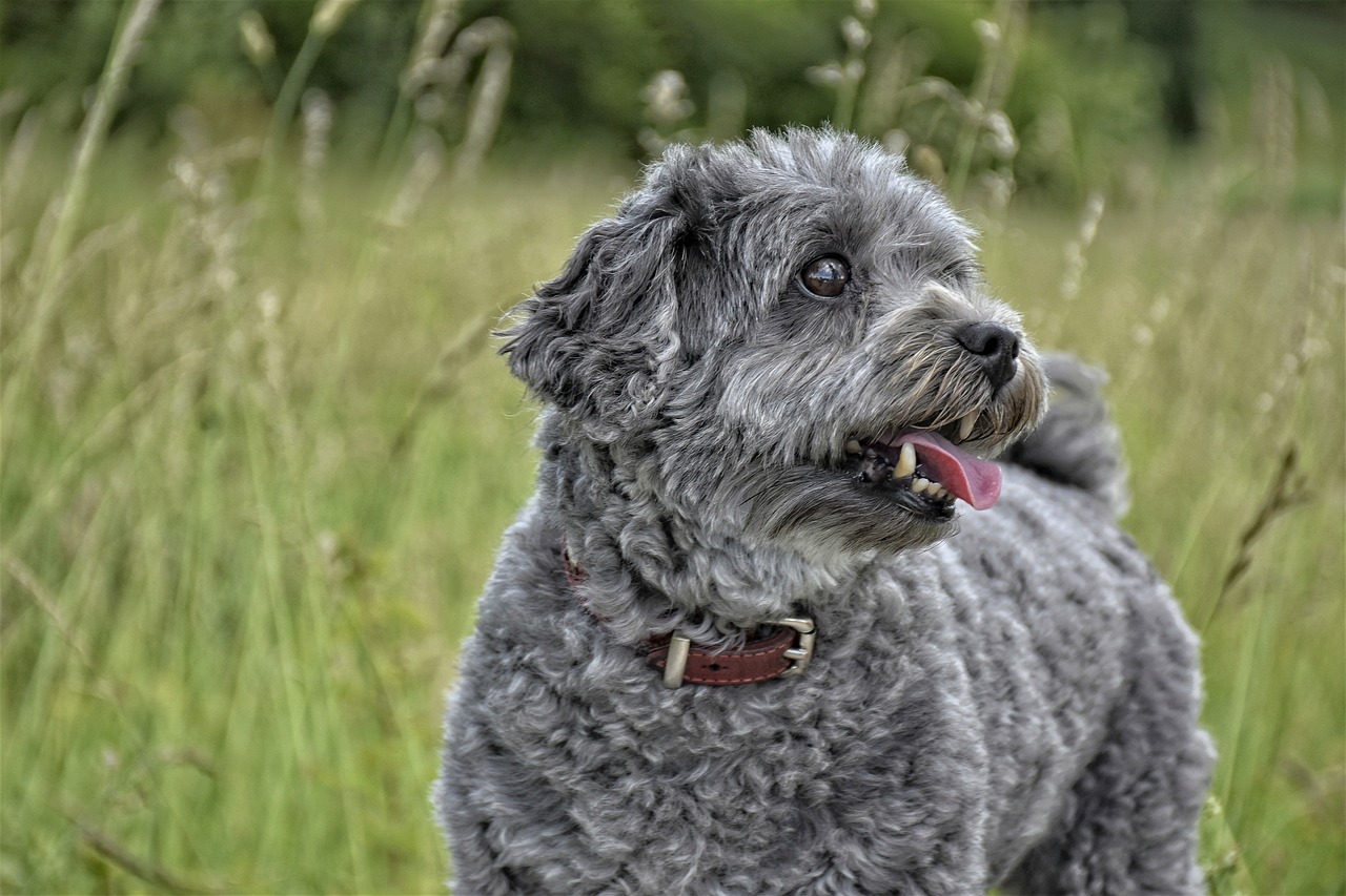 The Importance of Nutrition for Working Dogs